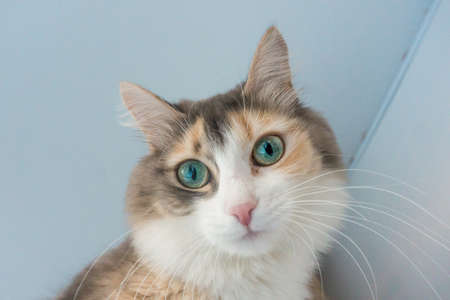 portrait of a cat Siberian cat looking at the cameraの写真素材