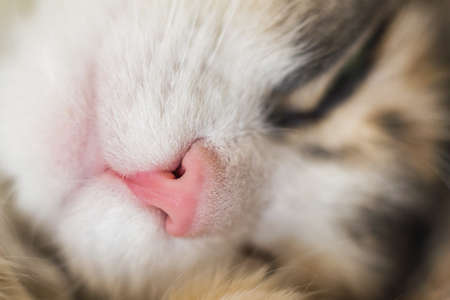 sleeping cat on couch Siberian cat close up at homeの写真素材