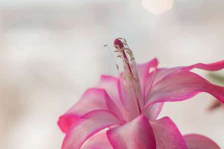 pink color flower macro photo home plant spring pollenの写真素材