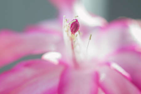 pink color flower macro photo home plant spring pollenの写真素材