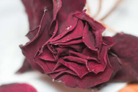 dead flowers macro red roses closeup petalsの写真素材