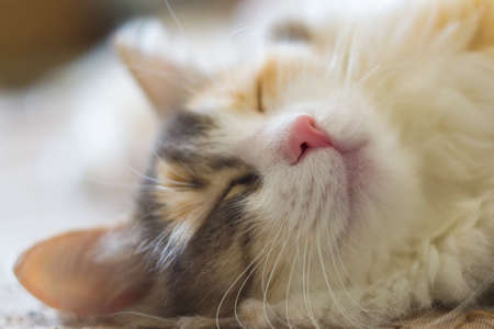 sleeping cat on couch Siberian cat close up at homeの写真素材