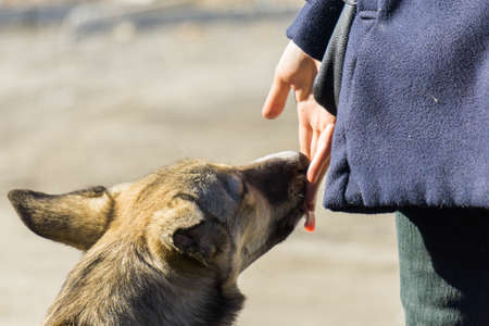 feed the dog by handの写真素材