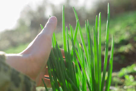 Planting of green onionsの写真素材