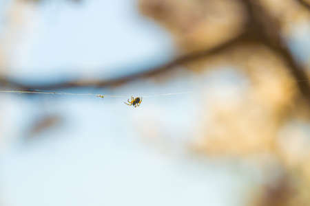 spider on the webの写真素材