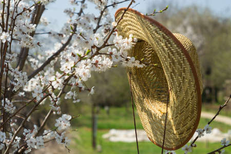 flowering apricot trees