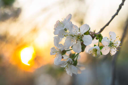 cherry blossom sunsetの写真素材