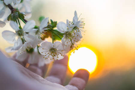 blooming cherry sunset spring garden flowers in the evening sunの写真素材