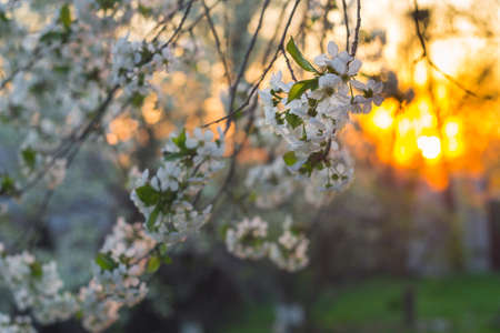blooming cherry sunset spring garden flowers in the evening sun