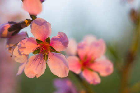 Peach blossom close-up at sunset garden springの写真素材