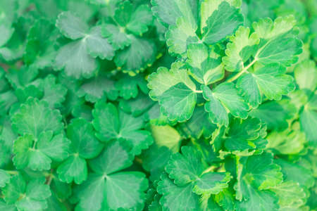texture of green leavesの写真素材