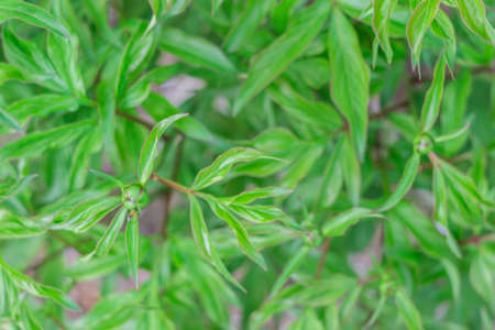 peony leaf texture spring green leaves gardenの写真素材