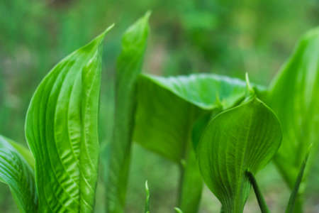 Hosta plant garden