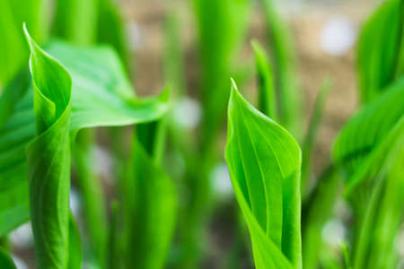 Hosta plant gardenの写真素材