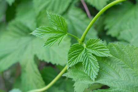 poison ivy plant garden nature natural spring