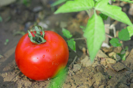 Fresh tomatoes in the garden close-up healthy eating