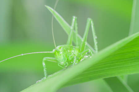 Green grasshopper in the grass macro photo summer in the garden
