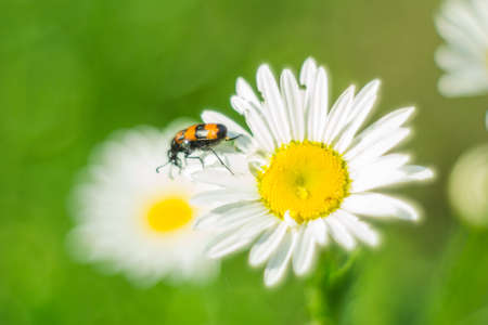 daisies in summer, soft-focus nature garden spring sunsetの写真素材