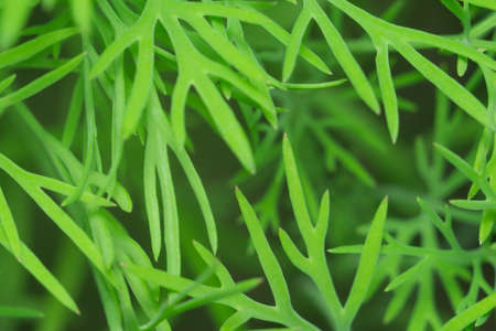 texture macro green dill is a useful plantの写真素材