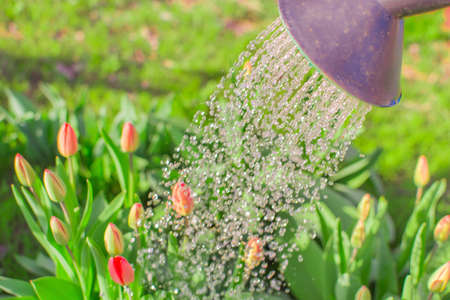 watering the garden watering can summer day gardeningの写真素材