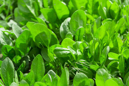 spinach plant in garden abstraction spring plants healthy foodの写真素材