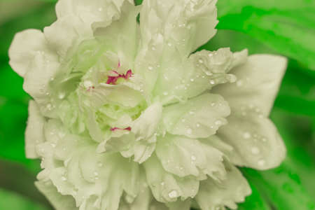 white peonies close-up abstraction texture macro flower photoの写真素材