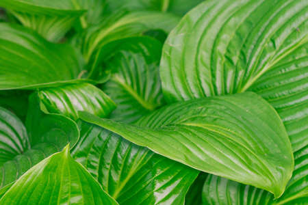 Hosta plant garden landscape nature decoration greenの写真素材