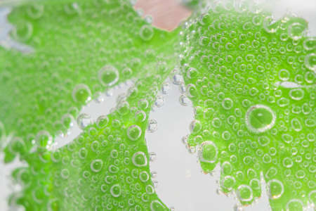 texture of the cilantro close-up photo close-up of useful plantの写真素材