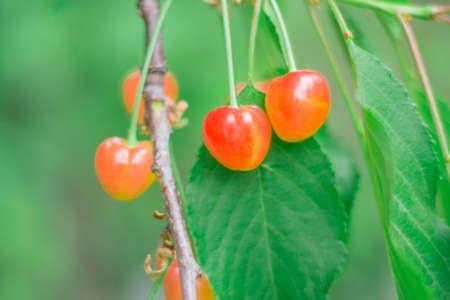 cherry in the garden summer season harvest berries on the treeの写真素材