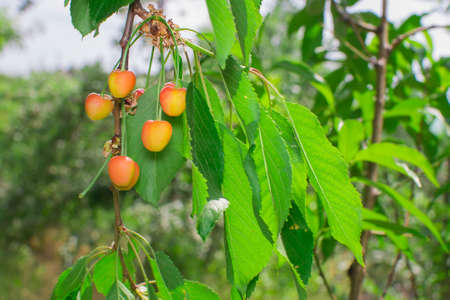 cherries on a tree branch summer time abstraction rasfokusの写真素材