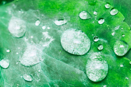 rain drops on leaf closeup of a wild nature colorの写真素材