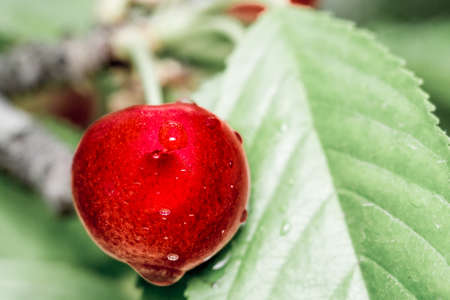 cherry close-up macro fresh berry on a red treeの写真素材