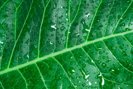 natural geometry abstraction green leaf after rain nature