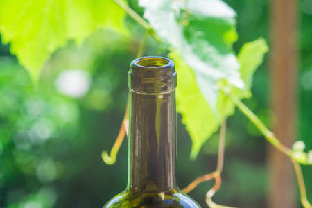 bottle of wine on the background of the grapes of a vineyard summerの写真素材