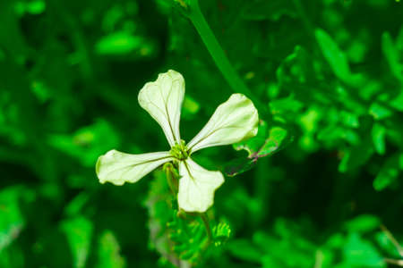flowering arugula salad close - up spring start of the garden season