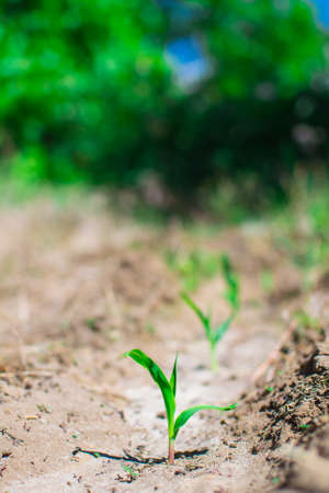 shoots of corn field the first leaves agriculture farmの写真素材