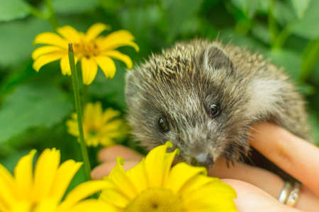 hedgehog on hand little looking at the camera cute funnyの写真素材