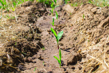 shoots of corn field the first leaves agriculture farmの写真素材