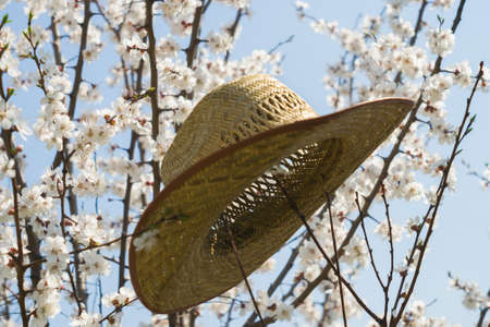 blossom apricot tree gardener hat bright sunの写真素材
