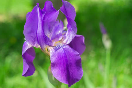 Irises flowers in the garden summer flowering spring flowersの写真素材