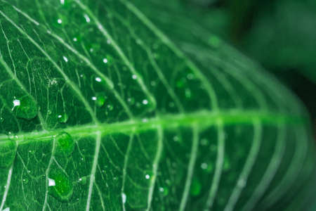 natural geometry abstraction green leaf after rain natureの写真素材