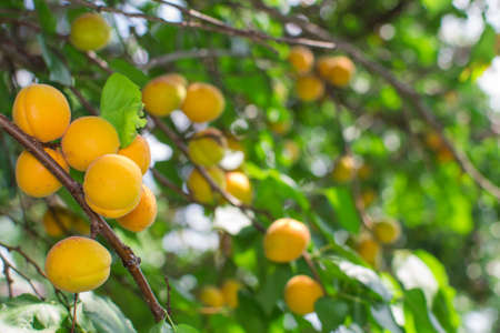 apricot trees in the garden in summer July is the harvest timeの写真素材