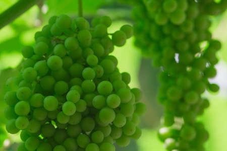 green grapes in the garden vineyard season for wine