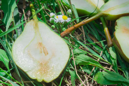 pears close-up photo close-up in the garden, agriculture, healthy food