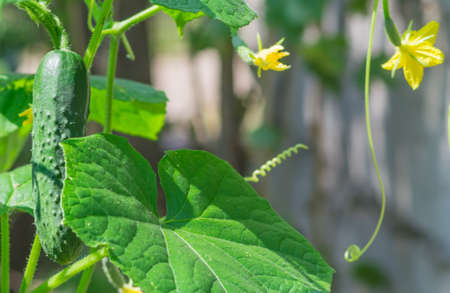 growing cucumbers in the garden summer harvest feesの写真素材