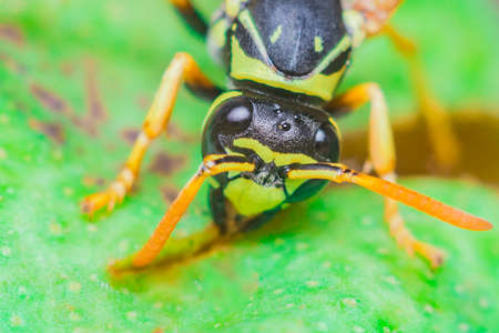 insect wasp close-up in the wild in the garden