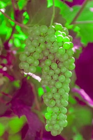 close-up of macro grapes with rain drops in the gardenの写真素材
