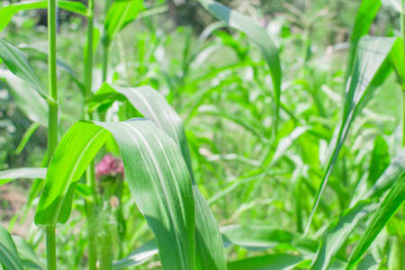 corn plant agriculture close - up plantation fieldの写真素材