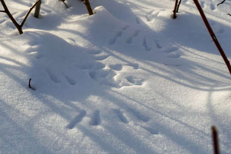 footprints of birds in the snow winter forest nature Siberia, Russia