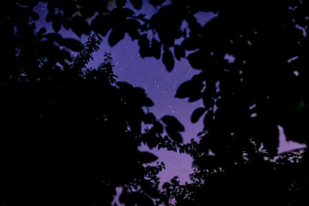 night sky through the trees stars blue sky nature abstraction